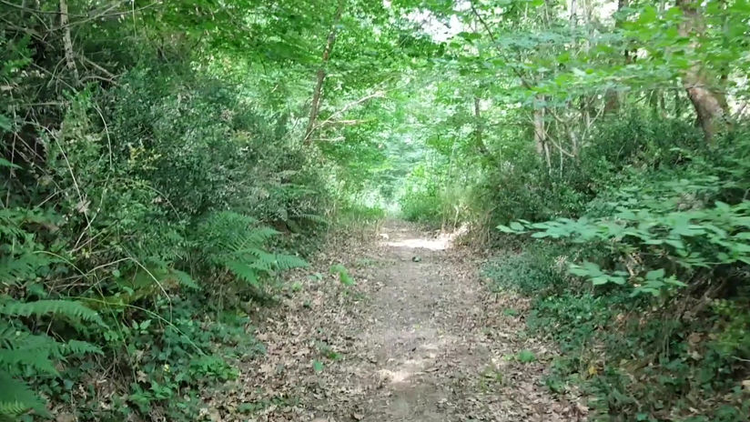 Walk in private woods